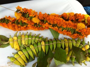 نوعين من النباتات العطرية، زهور القرنفل البرتقالية وفل عزان