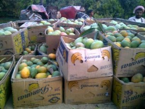 قطف المنجا في مزارع جيزان