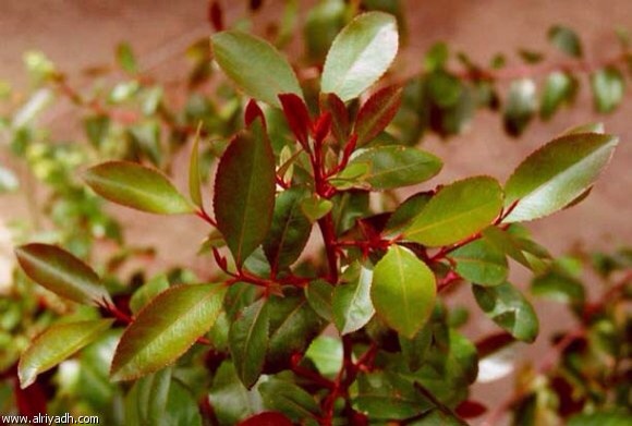 20131206-051250 pm.jpg