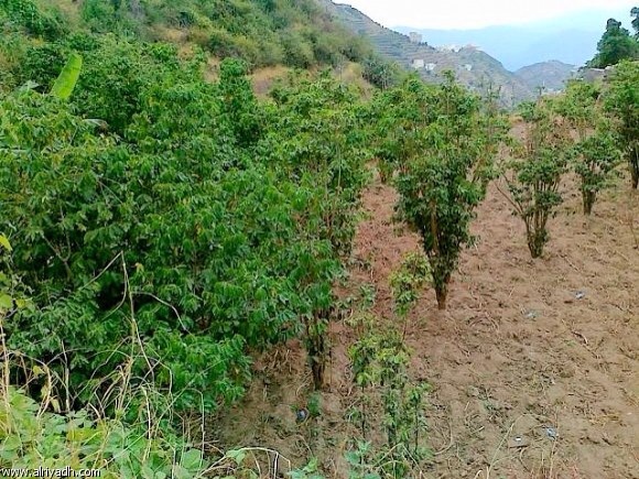 20131206-051453 pm.jpg